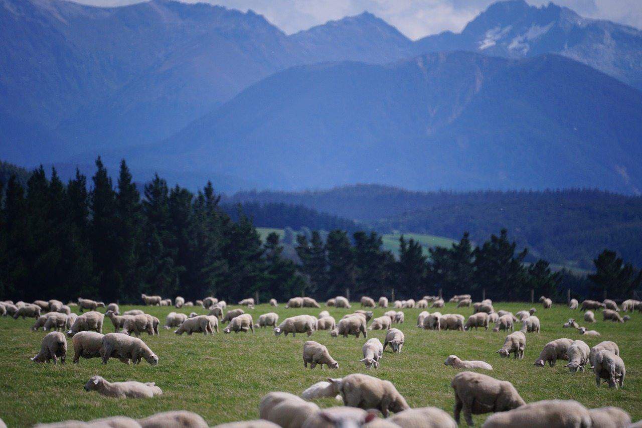 Auslandsjahr Neuseeland