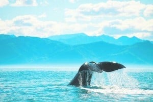 Whale Watch Kaikoura