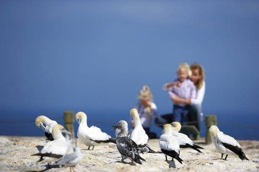 Au Pair Neuseeland Gastfamilien