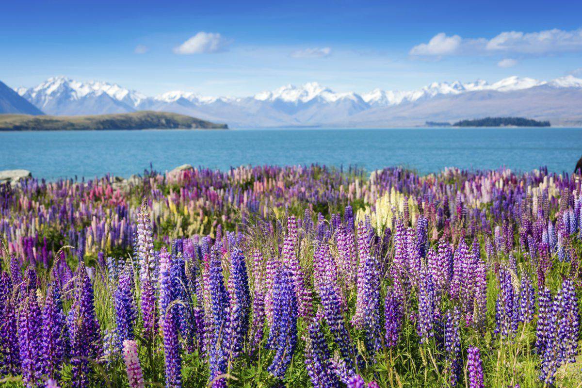 Work Travel Neuseeland