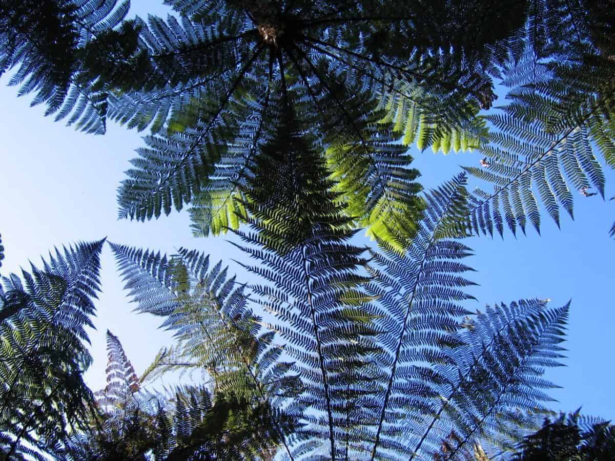 Englischkurs in Coromandel Neuseeland